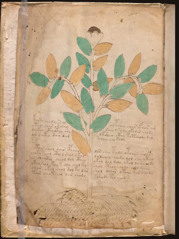 Gordolobo-(Verbascum-thapsus)-(f1v)