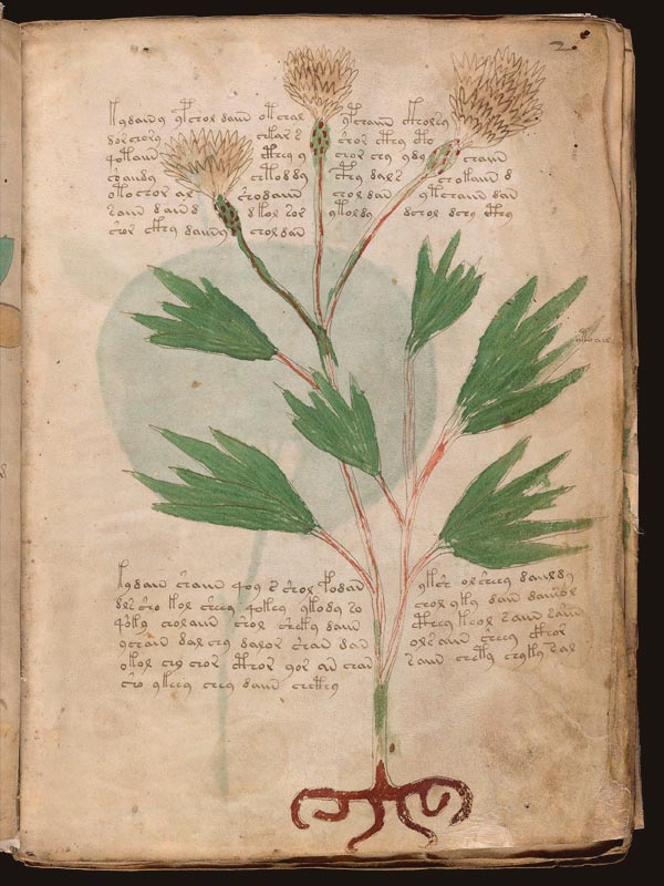 Senna-de-Alejandría-(Senna-alexandrina)-(f2r)