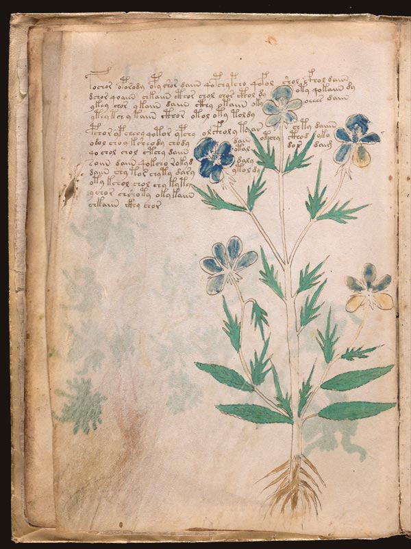 Viola-tricolor-(viola-tricolor)-(f9v)