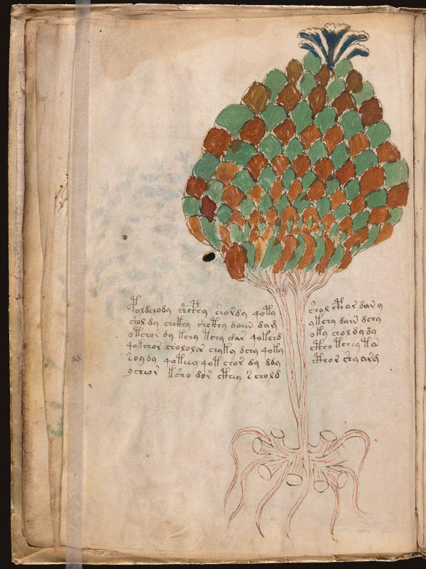 Llantén-(Plantago-major)-(f11v)