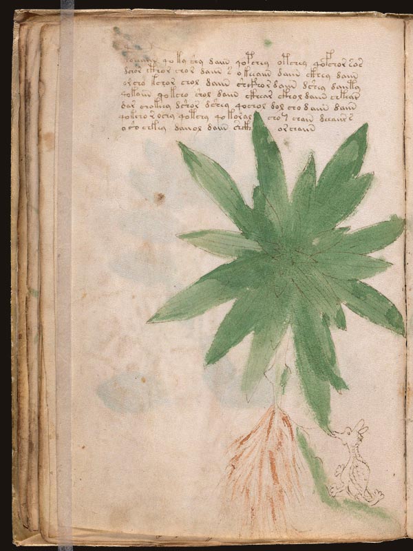 Genciana-(Gentiana-lutea)-(f25v)