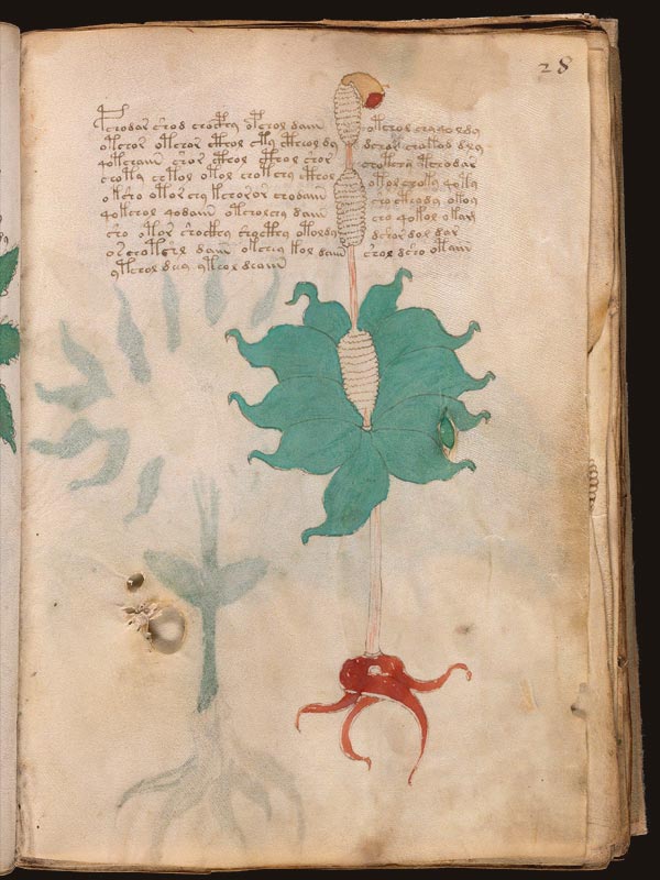 Zarzamora-(Rubus-fruticosus)-(f28r) Zarzamora-(Rubus-fruticosus)-(f28r)
