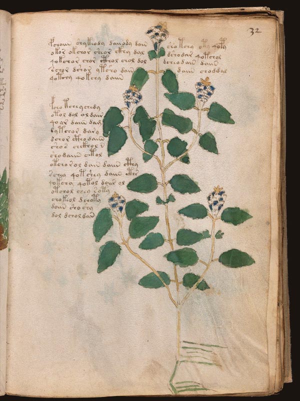 Achicoria-(Cichorium-intybus)-(f32r)
