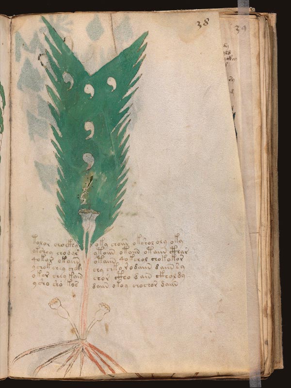 Draconia-(Dracunculus-vulgaris)-(f38r) Draconia-(Dracunculus-vulgaris)-(f38r)